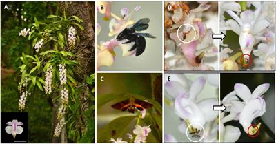 Breeding System and Response of the Pollinator to Floral Larceny and Florivory Define the Reproductive Success in Aerides odorata